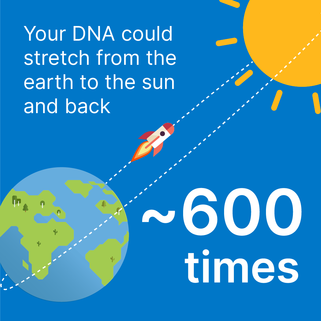 Your DNA could stretch from the earth to the sun and back approximately 600 times.