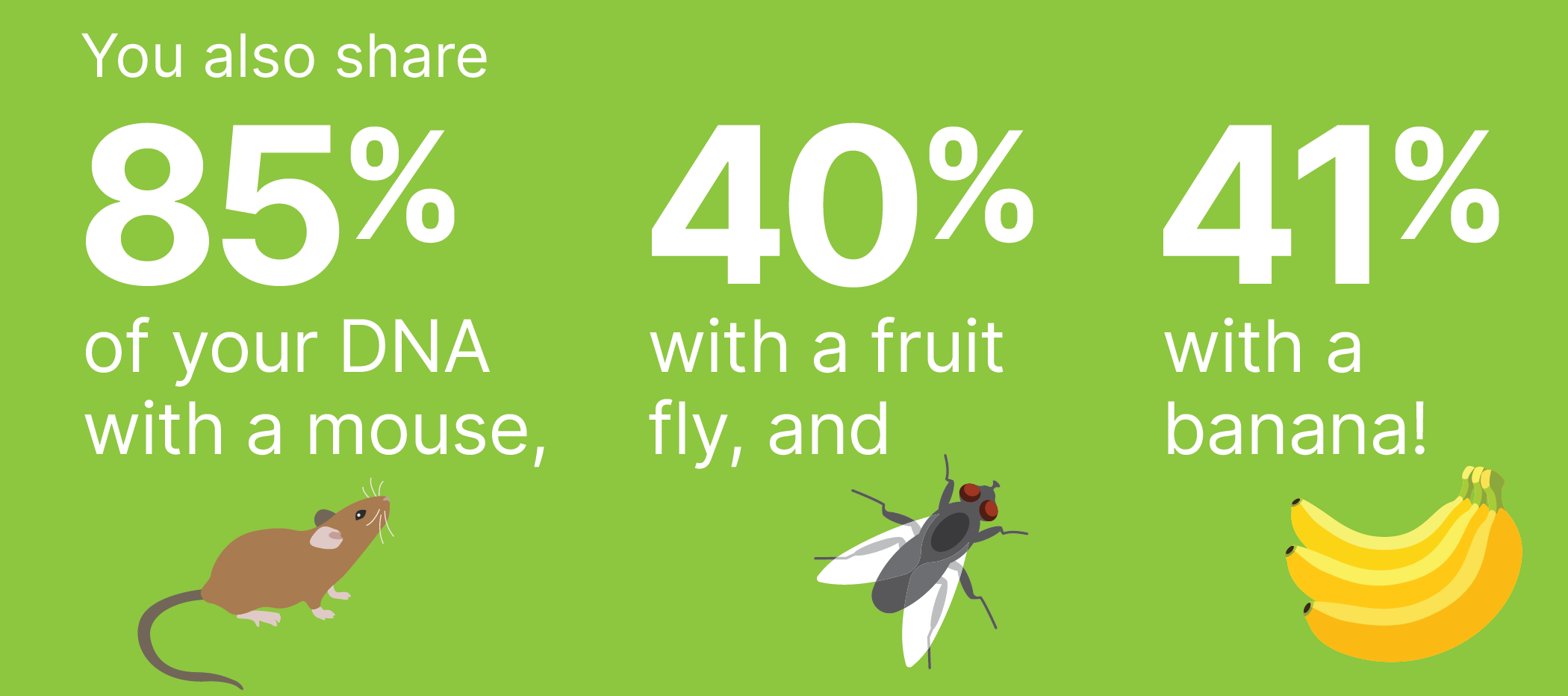 You also share 85% of your DNA with a mouse, 40% with a fruit fly, and 41% with a banana!